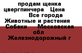 продам щенка цвергпинчера › Цена ­ 15 000 - Все города Животные и растения » Собаки   . Московская обл.,Железнодорожный г.